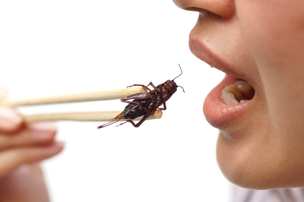 Eating Crickets In 2021: Is It Beneficial Or Not? » Unveil