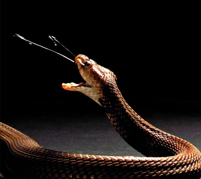 Are You Scared Of Snakes ? Then Let’s Read About 10 Scary Snakes In ...