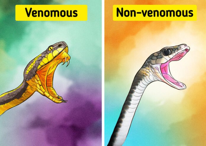 Snake Identification : How To Identify If A Snake Is Venomous? Read on to know